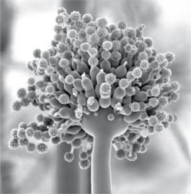 Aspergillus brasiliensis