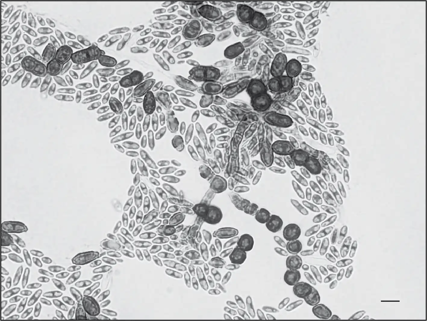 Aureobasidium pullulans 
