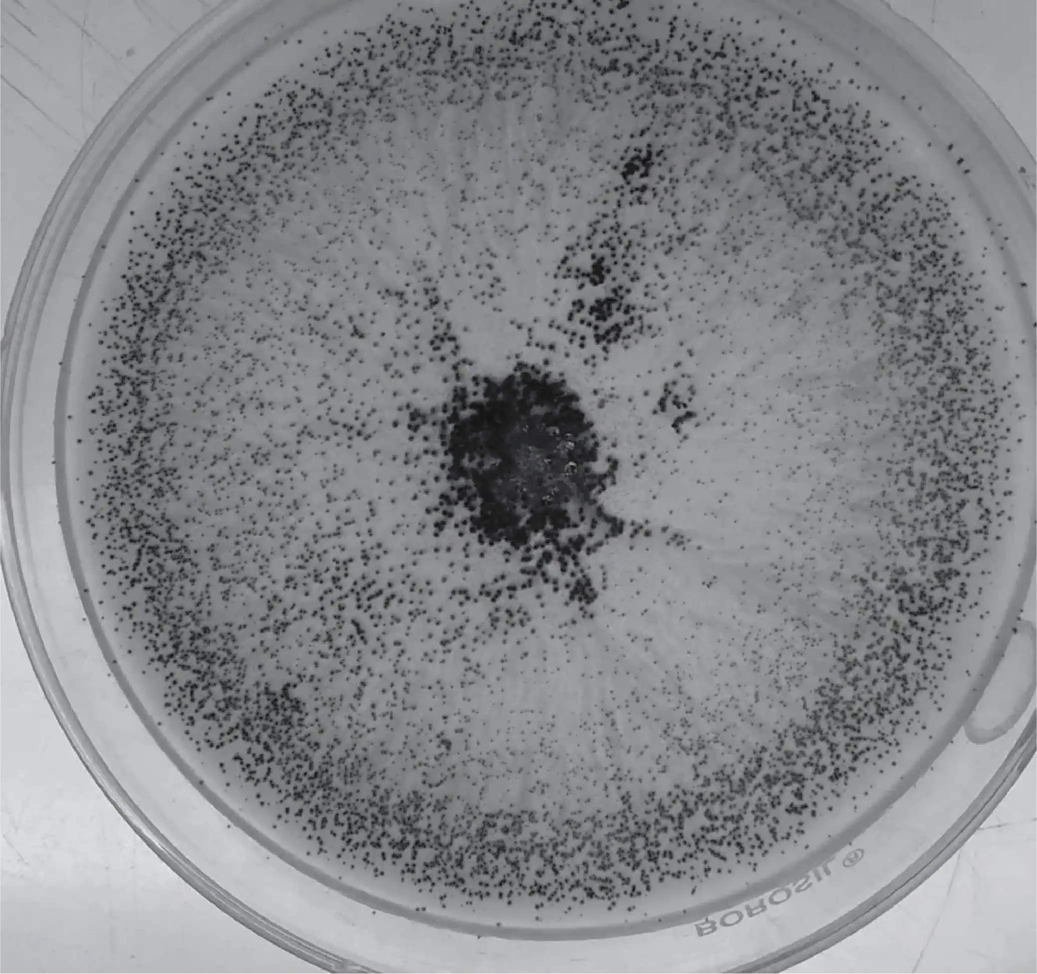 Chaetomium globosum